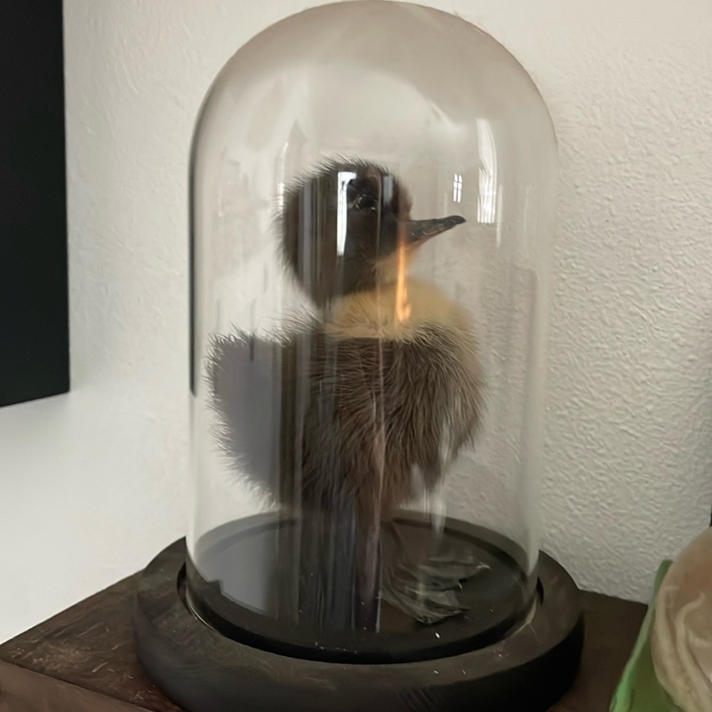 Duckling odditie Halloween decor